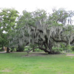 bg-oak-spanish